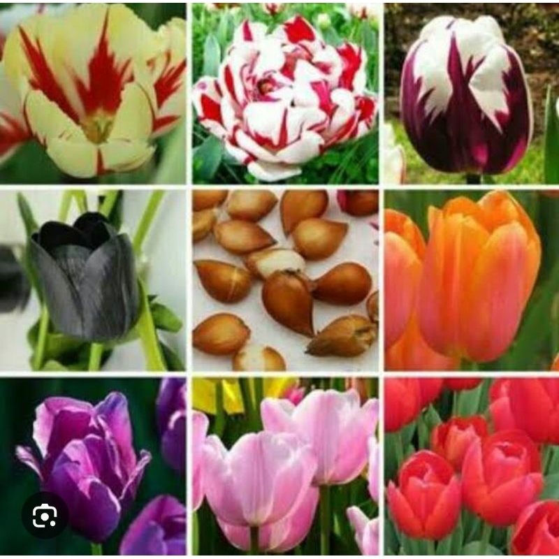 PROMO paket 15 tanaman hias umbi tulip import bukan benih/ umbi tulip import