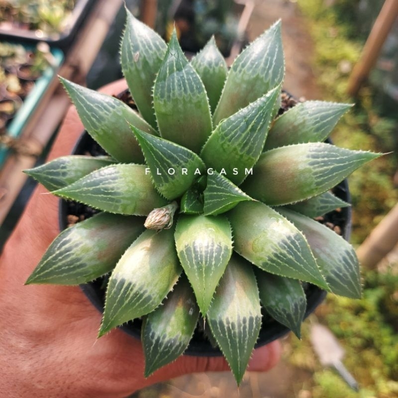 Haworthia mirabilis hybrid