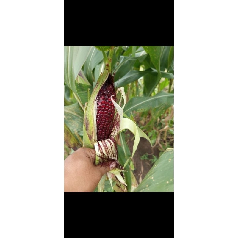 

Jagung Ketan Ungu