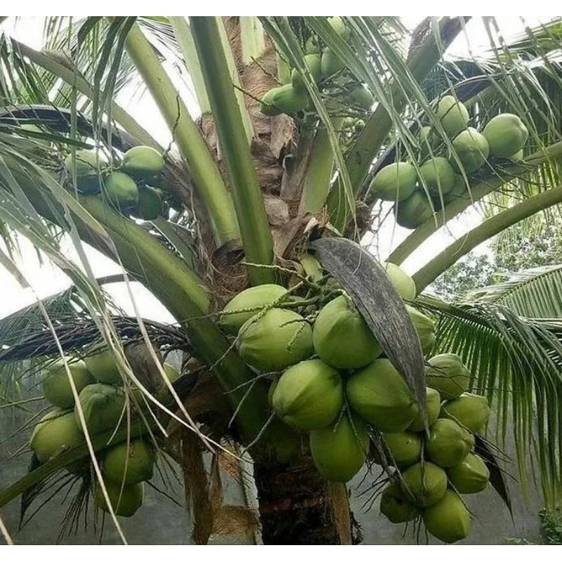 Bibit Kelapa Wulung Hibrida Unggul
