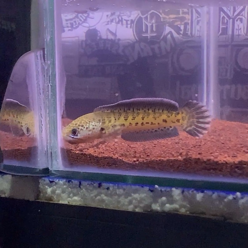 channa auranti