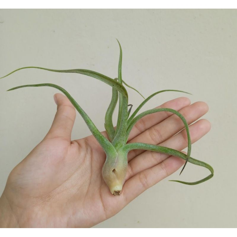 tanaman airplant tillandsia bulbosa