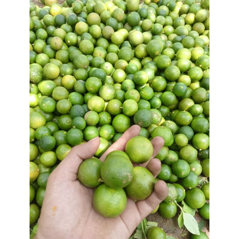 

1kg jeruk kasturi,peras,sonkit,lemoncui