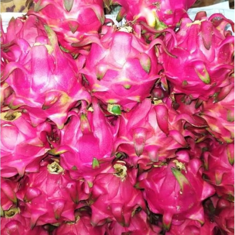 

naga merah besar manis segar fresh 1kg
