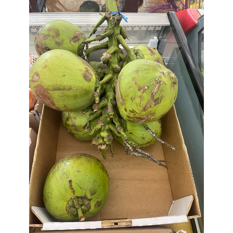 

kelapa panda bangkok fresh 1 pcs