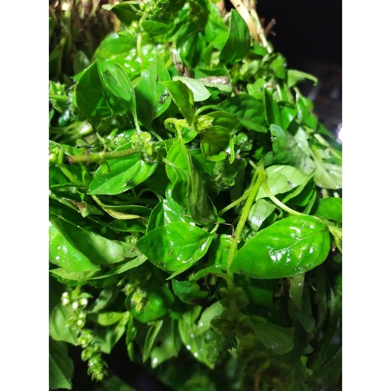 

Kemangi / Surawung 1-Ikat