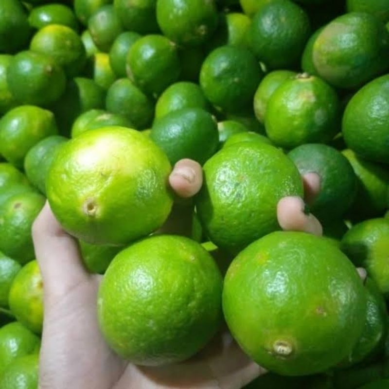 

Jeruk nipis 500 gr fresh