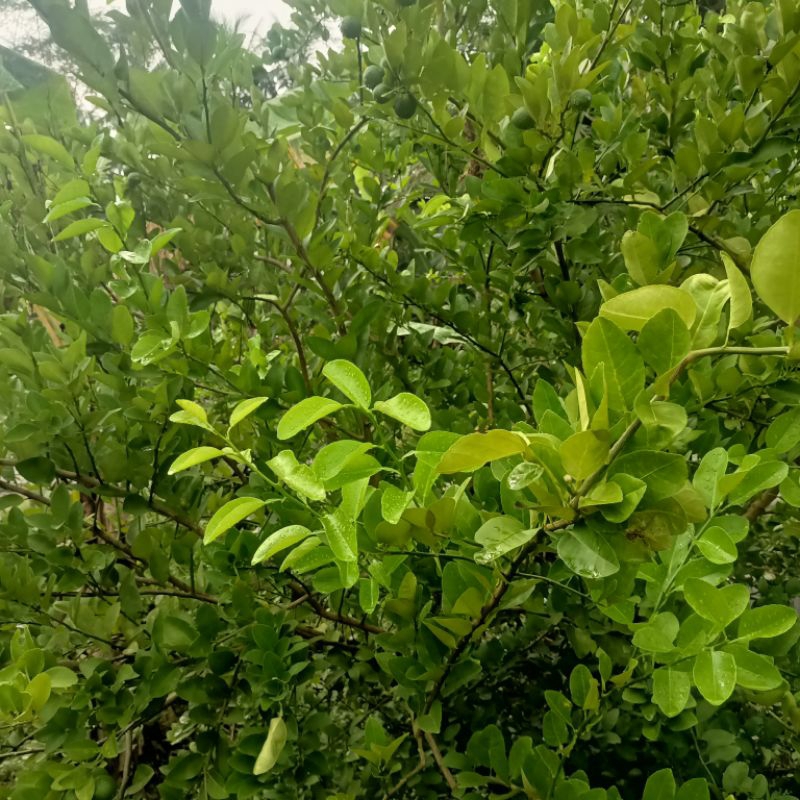 

Daun Jeruk Nipis Segar 150 Gram Asli Siap Petik Non Pestisida