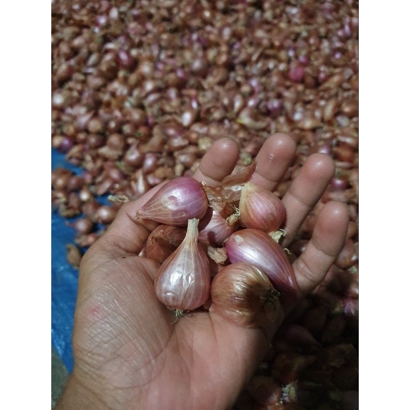 

bibit bawang merah siap tanam