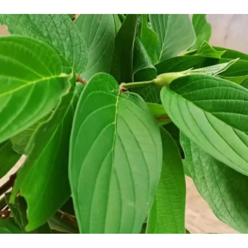 

Daun sirih hutan segar