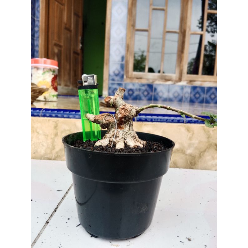 bahan bonsai sancang mame prospek