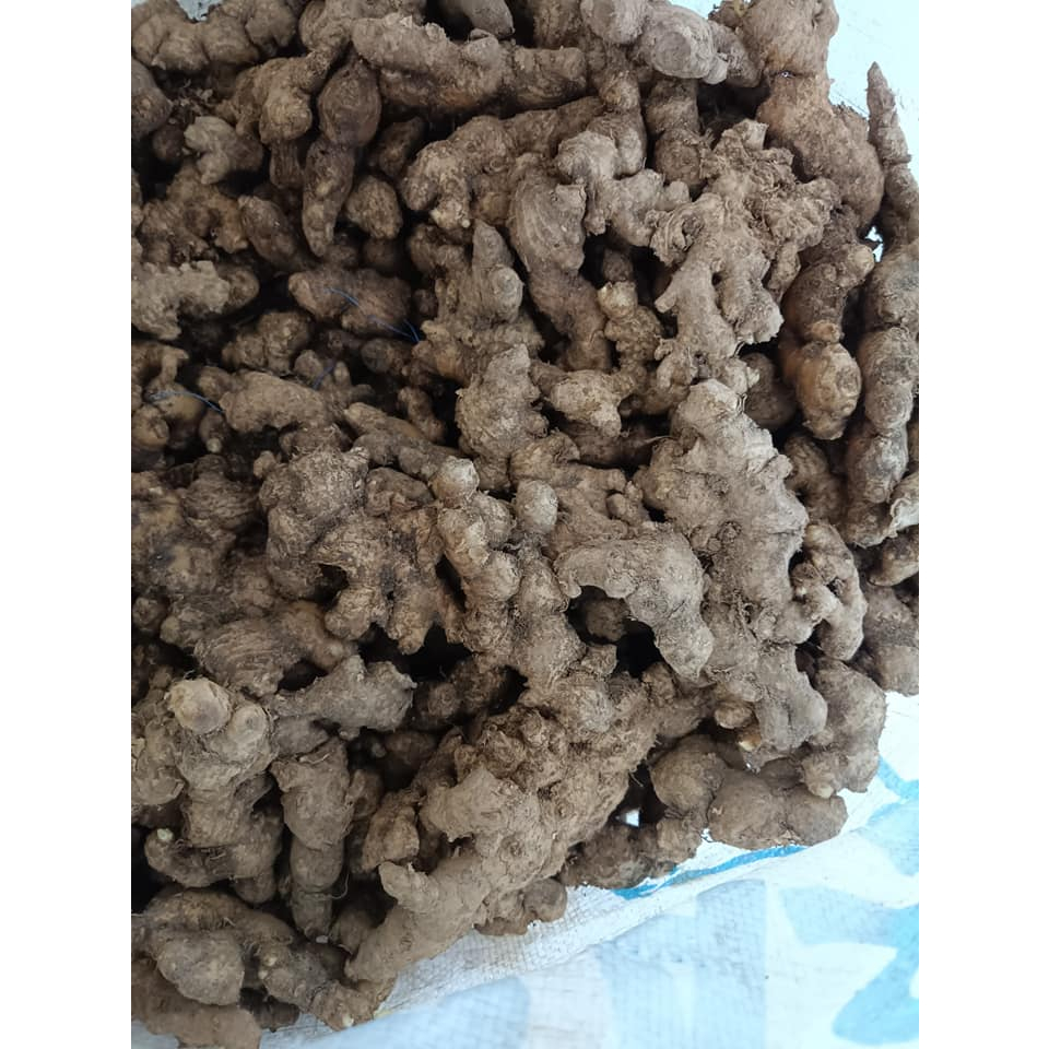 

Jahe Emprit 250gr Jahe Emprit Segar Mprit Jawa
