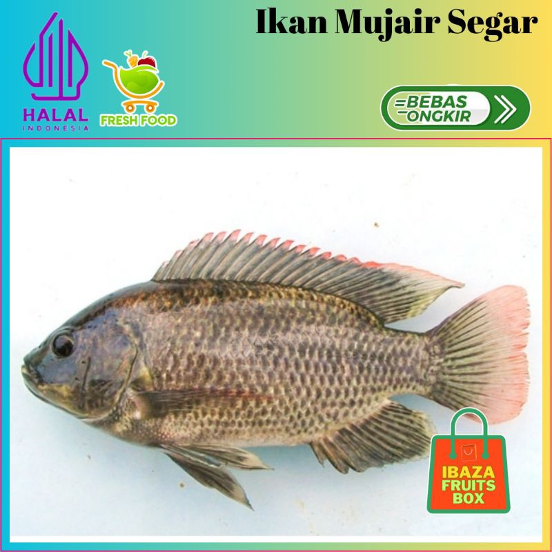 

IBAZA fruitsBOX Seafood Ikan Air Tawar - Ikan Mujair Segar