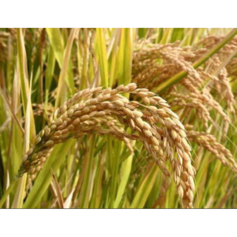 PROMO 1 KG BENIH PADI CIHERANG/SAHERANG  SUPER UNGGUL kualitas terbaik nasi pulen