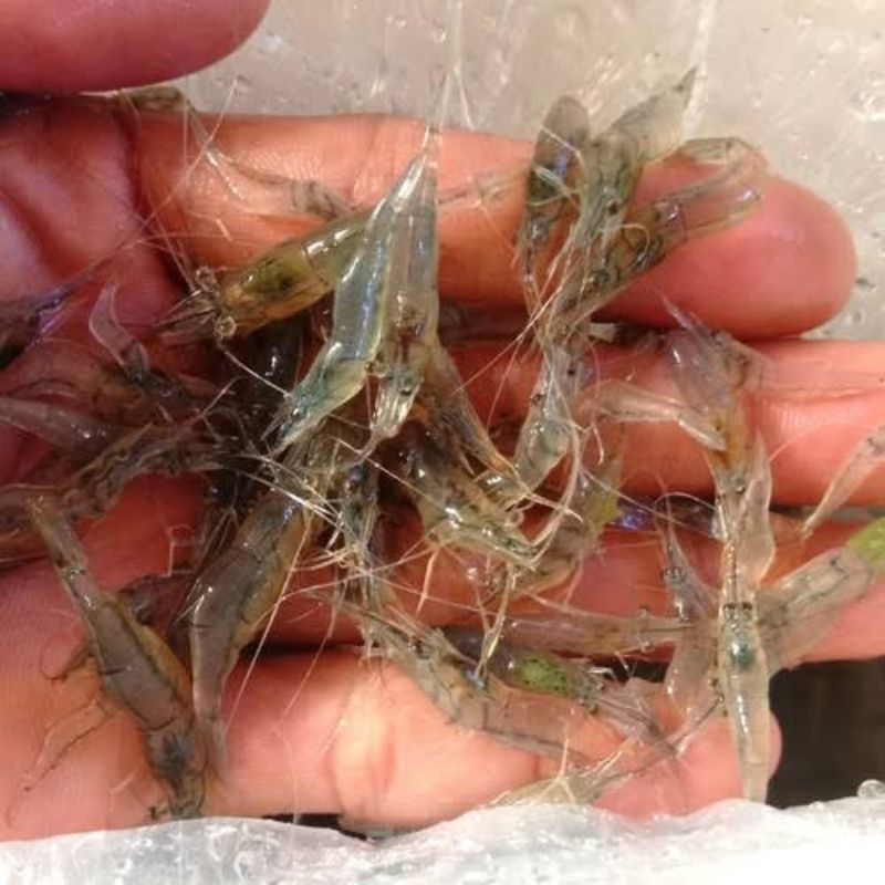 udang hidup pakan buat ikan predator