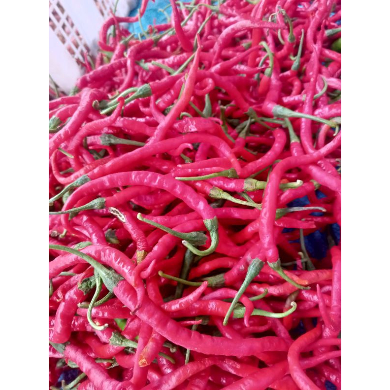 

cabe merah keriting. 250 gram