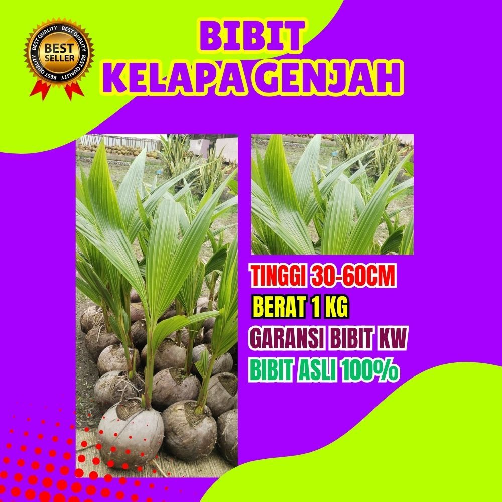 BIBIT PREMIUM.. Bibit Kelapa Genjah Entok Asli, Bibit Kelapa Genjah Entok Super Besar