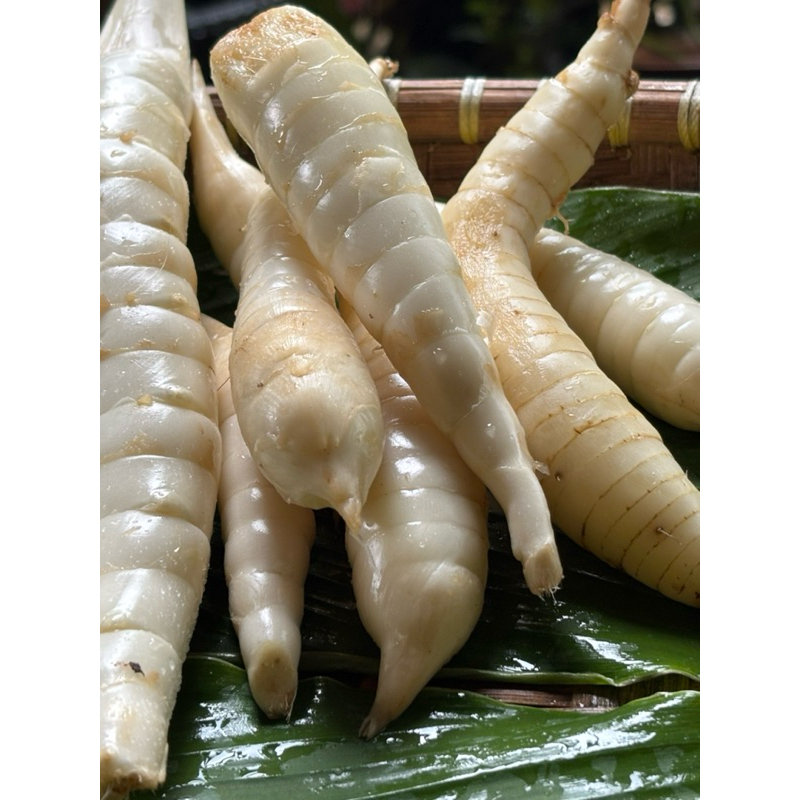 

Umbi Garut/Umbi Sagu Fresh 1Kg