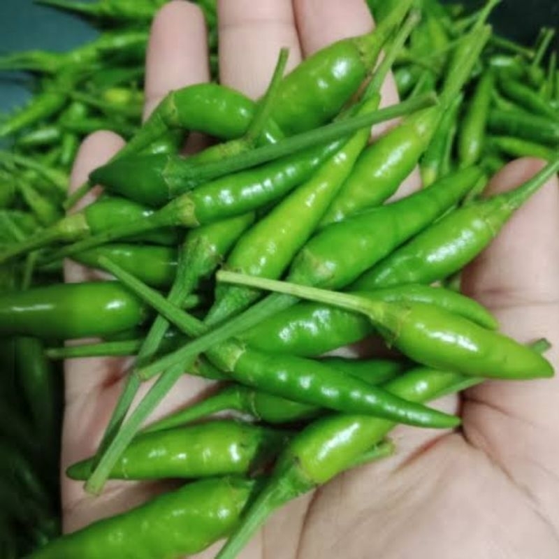 

Cabai Rawit Hijau 500 gram Cabe Ijo Fresh