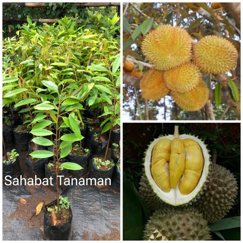 Bibit Durian Musangking Okulasi stek COD musang king valid asli bergaransi