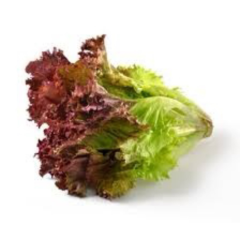 

Red lettuce fresh hydroponik- lollorosso 500 gr