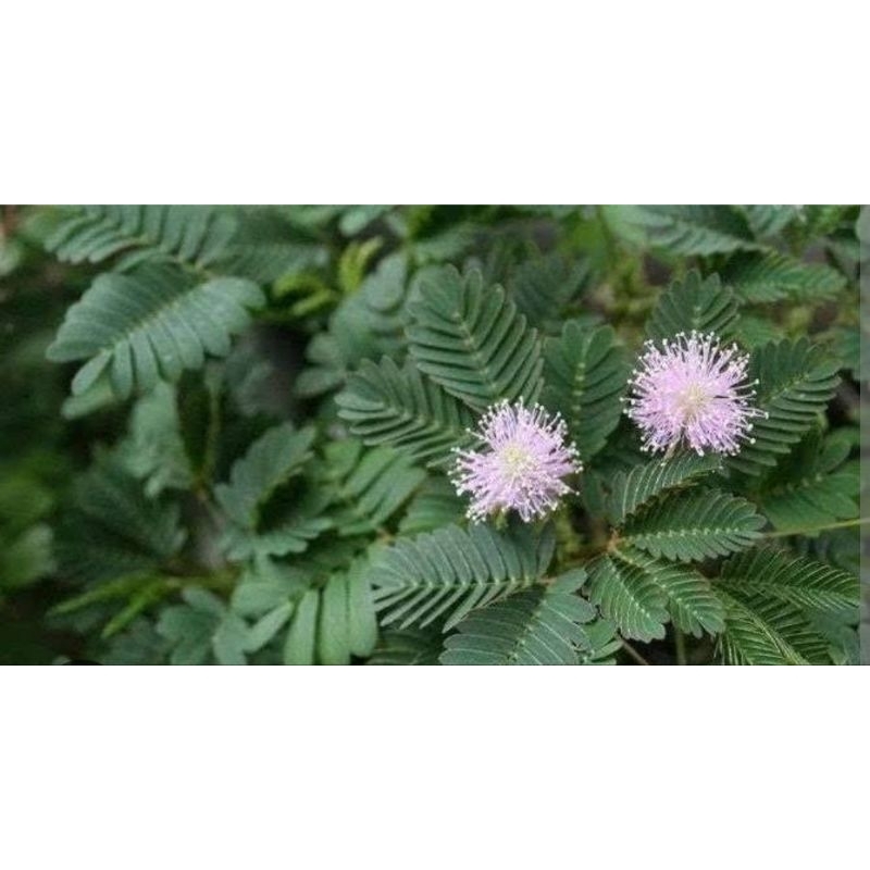 

PUTRI MALU DAUN HERBAL 100 gram