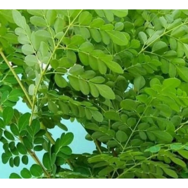 

DAUN KELOR SEGAR OBAT HERBAl TRADISIONAL 100 gram