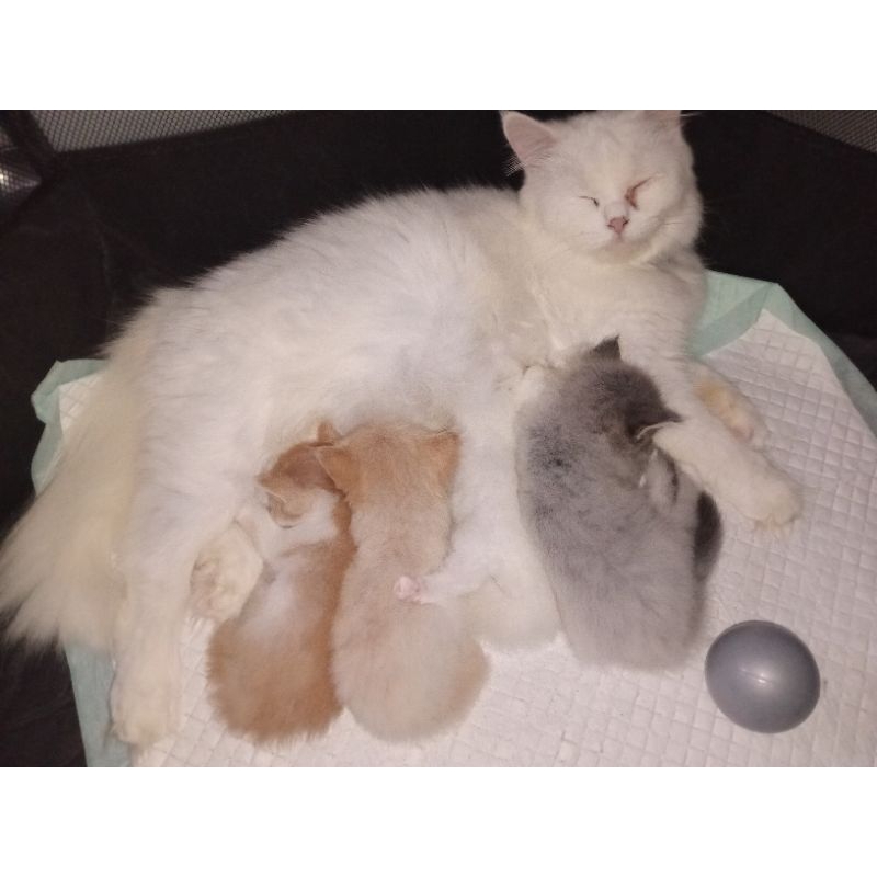 Kucing Persia Mix Mainecoon