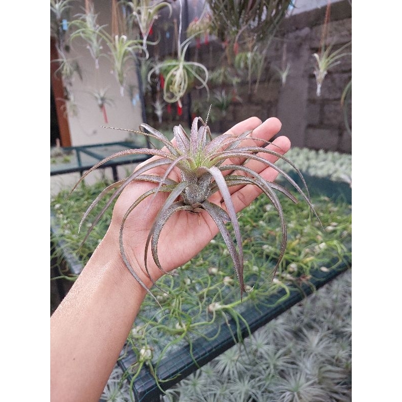 Tillandsia Love Knot size M