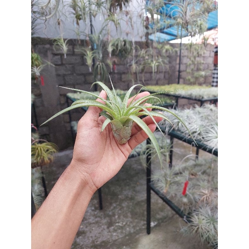 Tillandsia Eric Knobloch size M