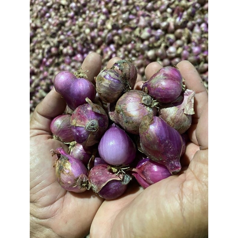 

Bawang merah fresh tanggung besar