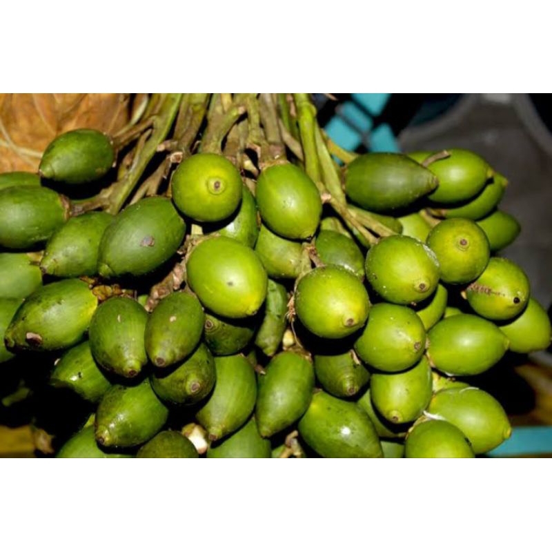 

1kg Buah Pinang Muda Segar-jambe muda fresh COD (B_S)
