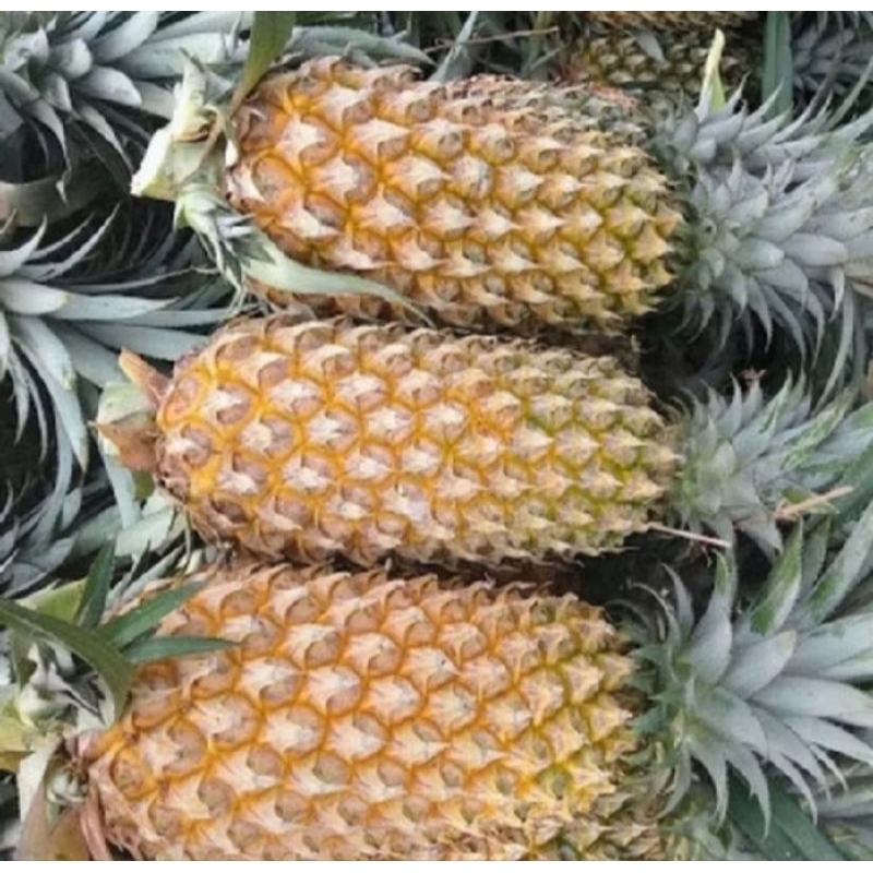 

Nanas Palembang utuh Per 1 PCS