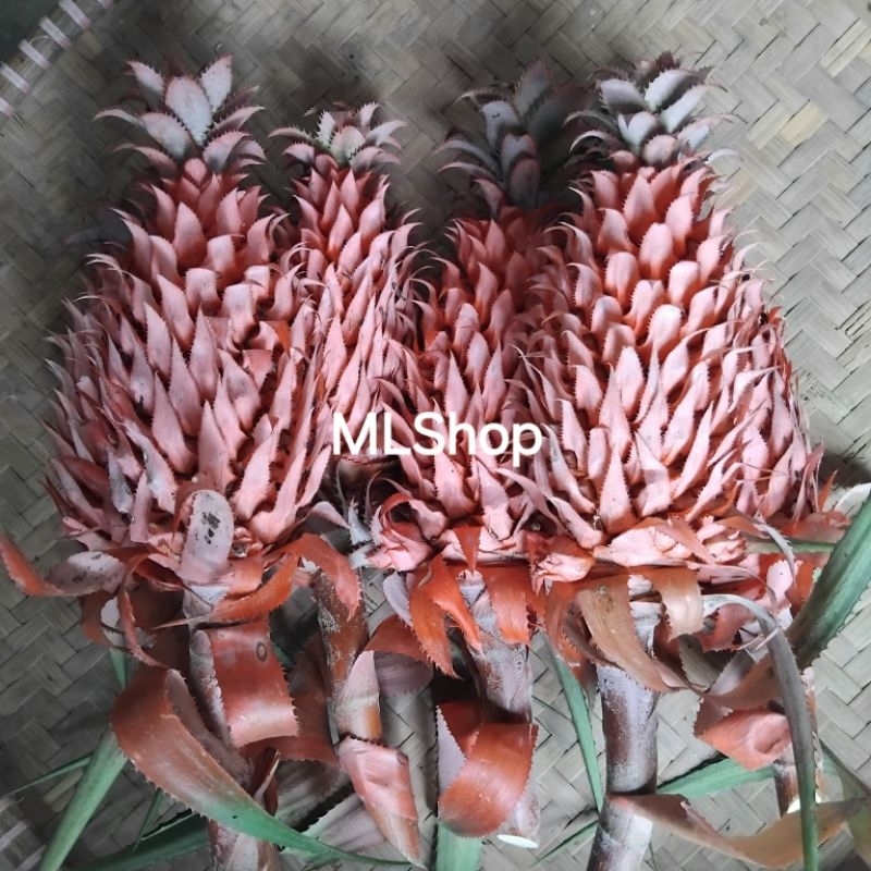 

Jual nanas merah muda original