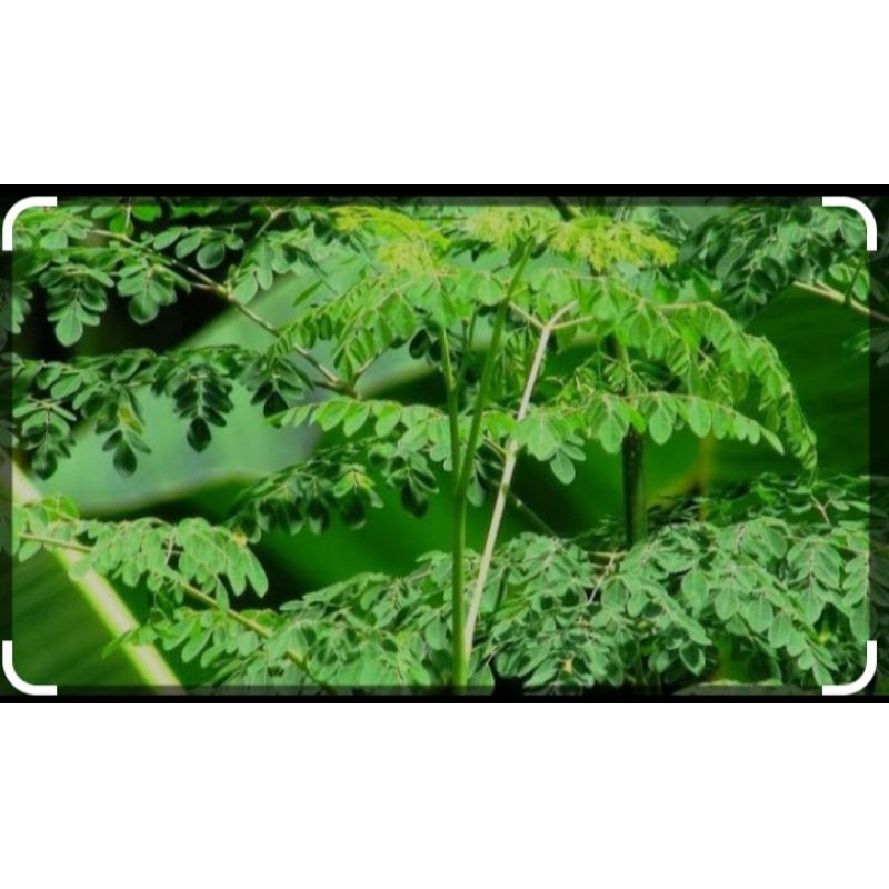 

kelor segar per 1kg
