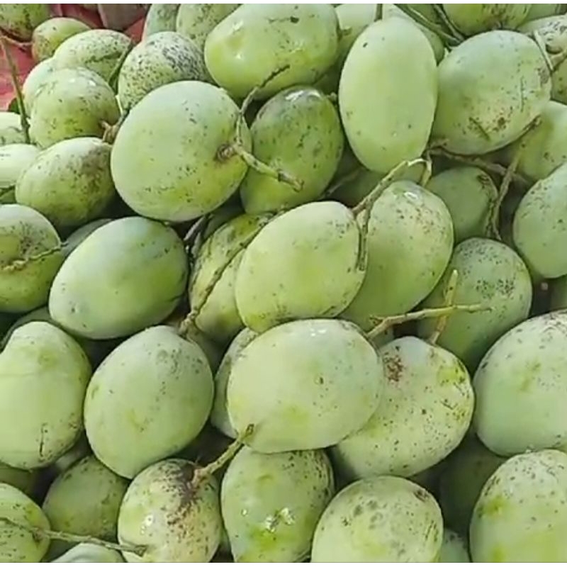 

mangga muda-cengkir,indramayu 1kg segar bru petik,cocok buat rujak
