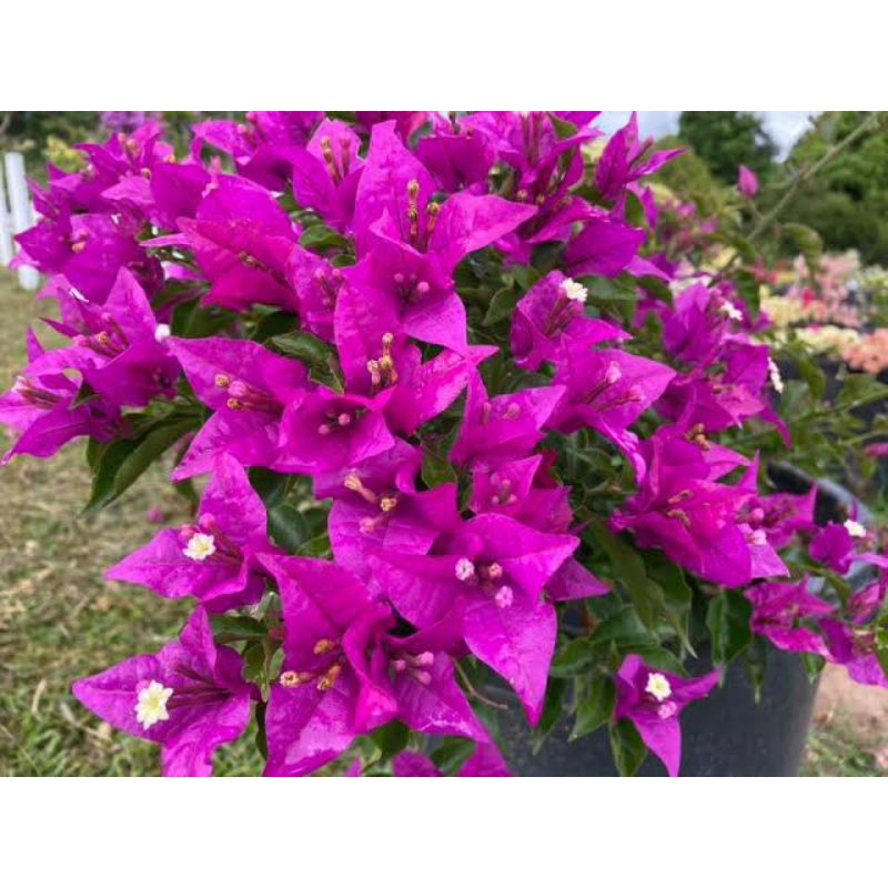 bougenville black rose