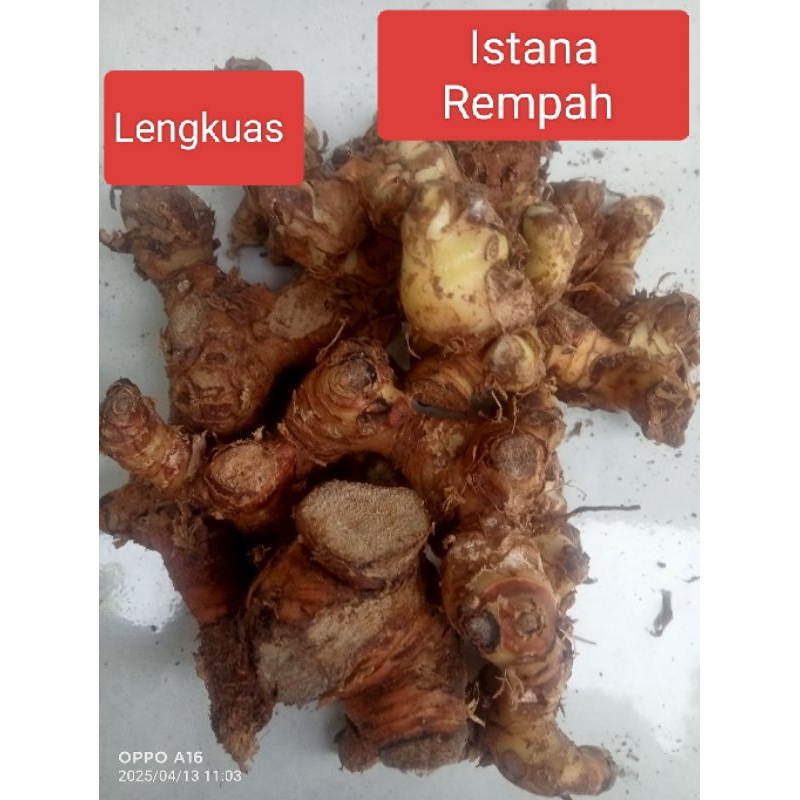 

Lengkuas Laos Segar Bersih 500 gram