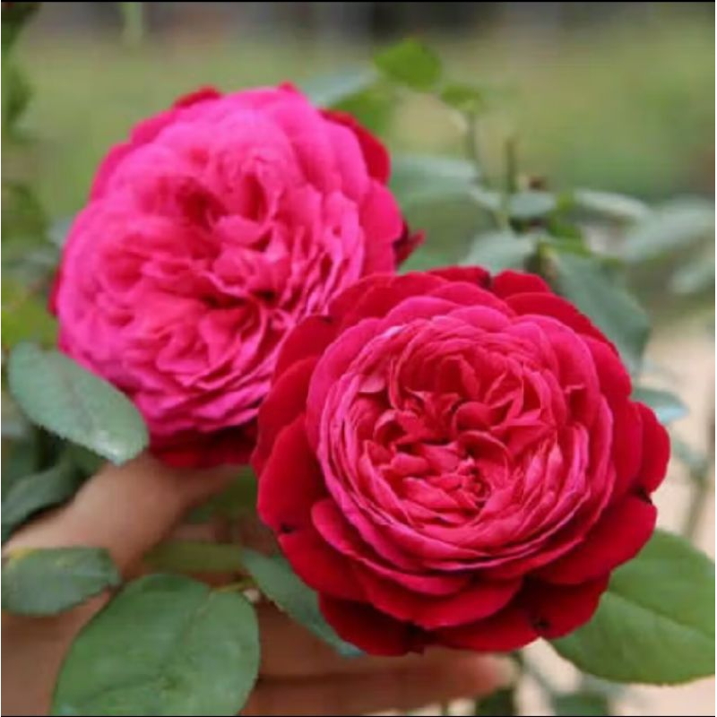 MAWAR LOKAL, BUNGA MAWAR , TANAMAN HIAS , BUNGA PINK ROSE , BUNGA MAWAR BESAR, MAWAR BESAR, MAWAR ME