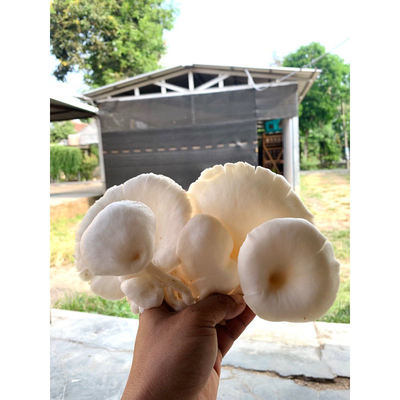 

JAMUR TIRAM 250gram