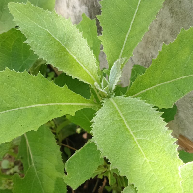 

Daun Sembung Segar-Herbs Batu Ginjal Organik Food 500