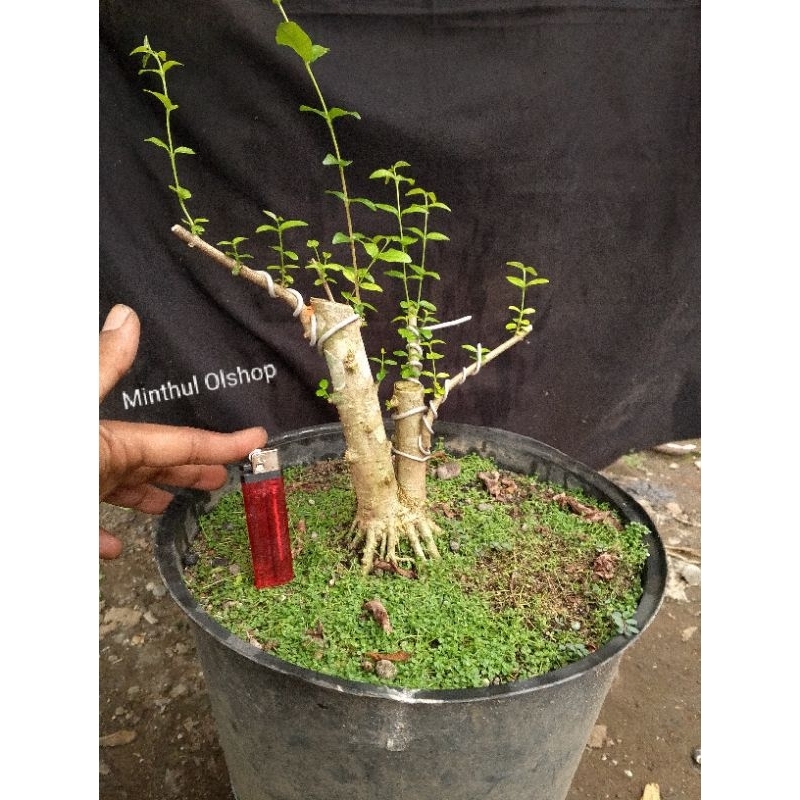 Bonsai anting putri batang putih tahapan prokar sesuai foto
