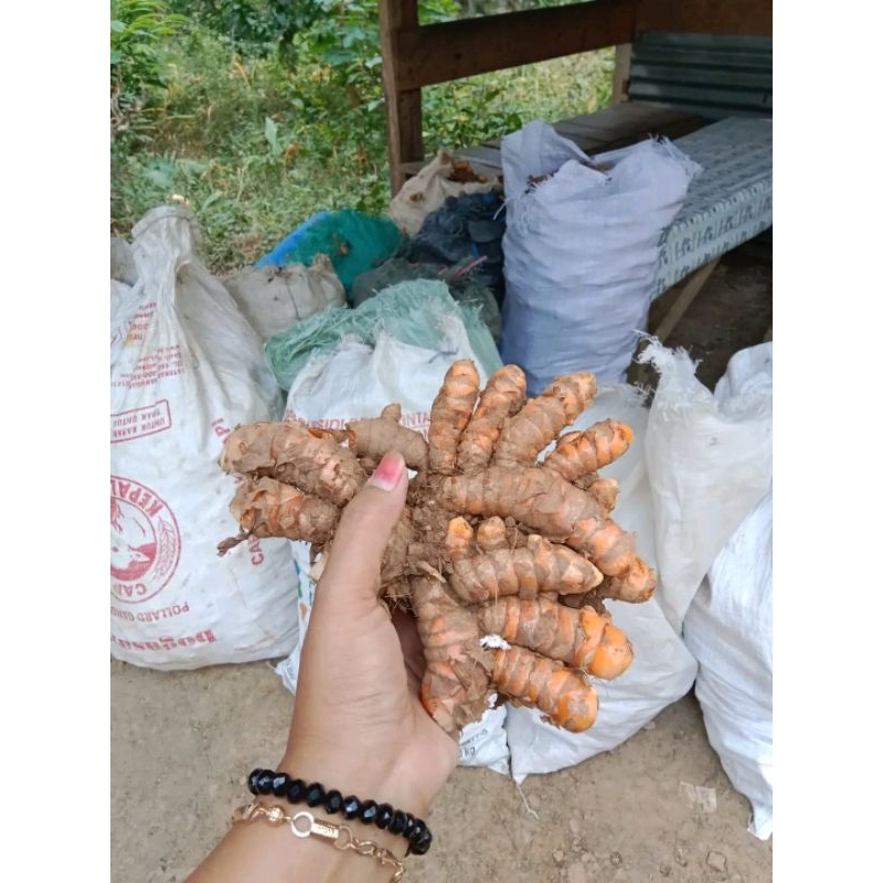 

KUNIR KUNYIT SEGAR FRES ORGANIK BELUM DI CUCI 1KG