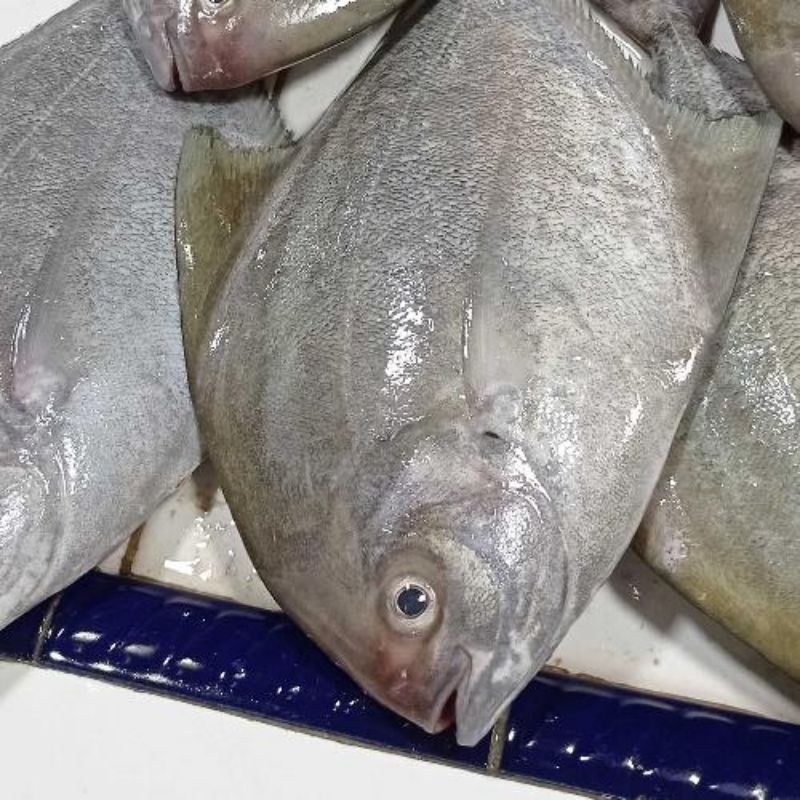 

Bawal Laut Hitam 1kg Isi 2-3 Ekor Kualiatas Premium