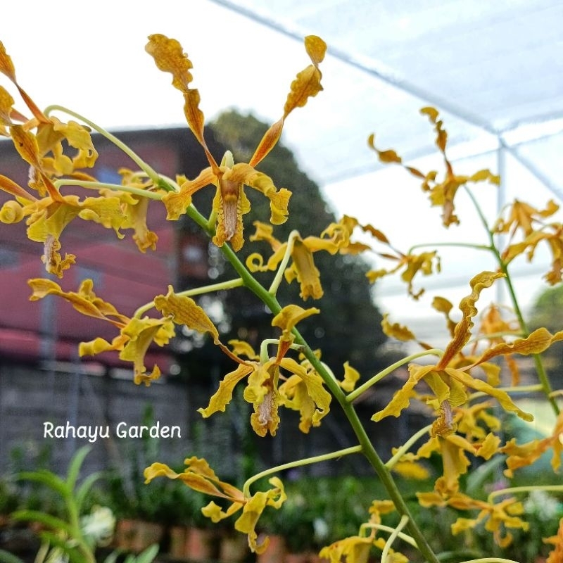 Dendrobium Discolor var Tanimbar, Anggrek Dendrobium Discolor, Anggrek Species
