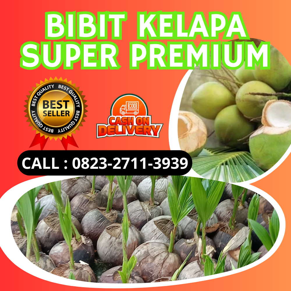 BIBIT UNGGUL..! Bibit Kelapa Kopyor Asli 100%, Bibit Kelapa Kopyor