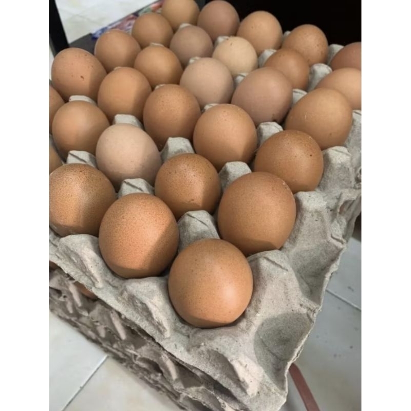 

TELUR AYAM FRESH