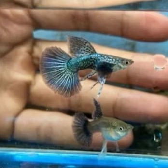 GUPPY BLUE DRAGON  perpasang