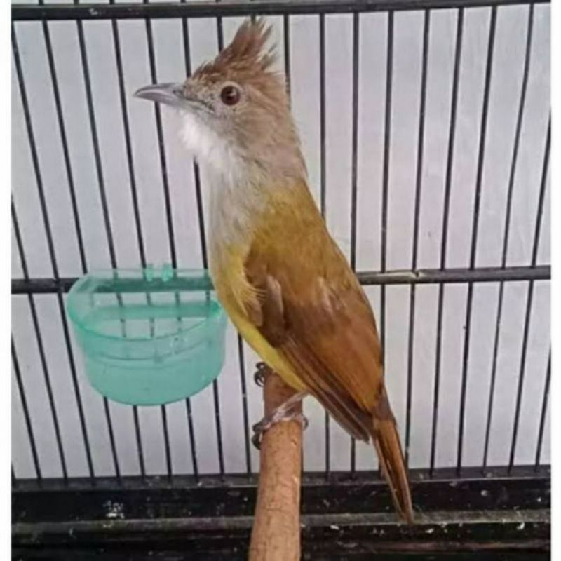 cucak jenggot Jawa rajin aja GK bilang gacor