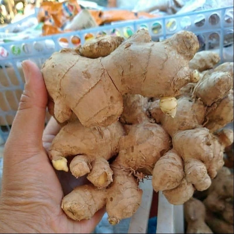 

jahe putih/jahe gajah 1kg